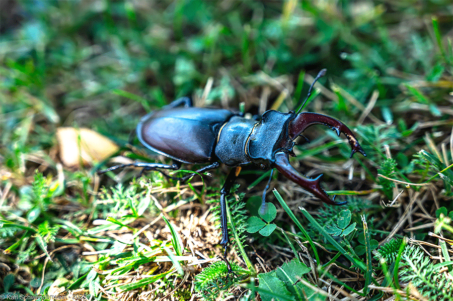Hirschkäfer besucht unseren Garten - Fotos JoSt   2025